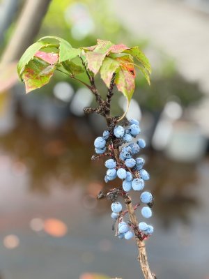 Mahonia aquifolium Smaragd, Mahonia
