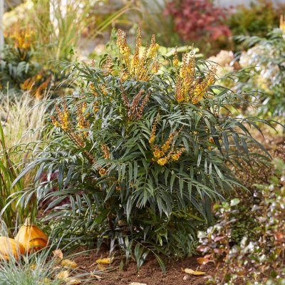Mahonia nitens Volcano
