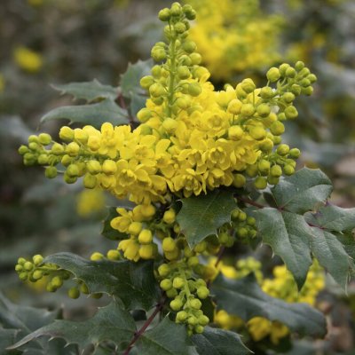 Mahonia x wagneri Pinnacle