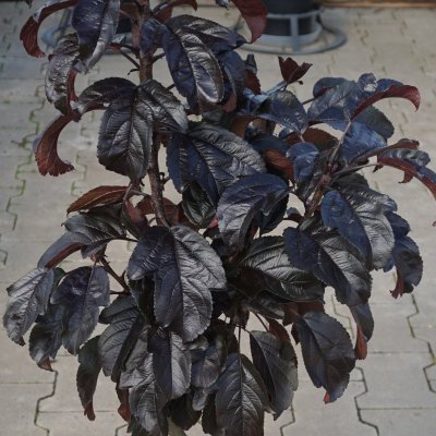 Malus toringo Aros ®