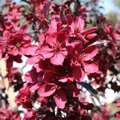 Malus Coccinella ® (Courtarou), Apel, 80-100 C6