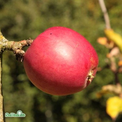 Malus domestica Åkerö E, Södermanlands Landskapsäpple, stam A2 C10