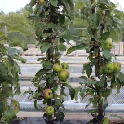 Pelaräpple, Arbat, Låg Stam