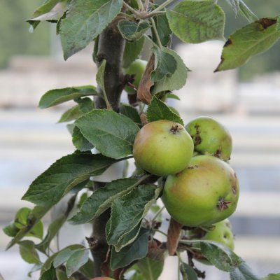 Pelaräpple, Arbat, Låg Stam