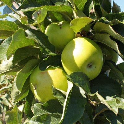 Pelaräpple, Ballerina Bolero (Tuscan), stam MM106 2-års