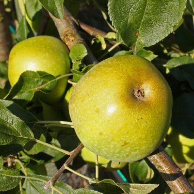 Äpple, Gul Richard, stam A2 C10
