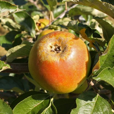 Vinteräpple, Holsteiner Cox (Holstein), stam A2 C10