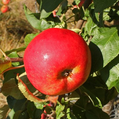 Sommaräpple, Mantet, stam A2 C10