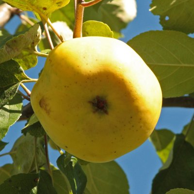 Höstäpple, Risäter, Äpple, stam A2 C10