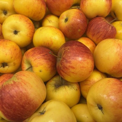 Malus domestica Rubinola