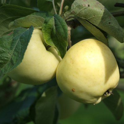 Äpple, Transparente Blanche E, Västerbottens L.äpple Låg Stam, stam P60 C10