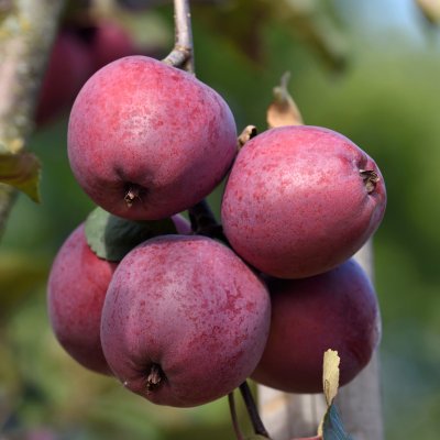 Äpple, Veiniöun, stam A2 C10