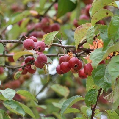 Malus Evereste, Prydnadsapel, 100-120 stam co