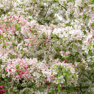 Malus floribunda, Rosenapel, stam 90-110 co
