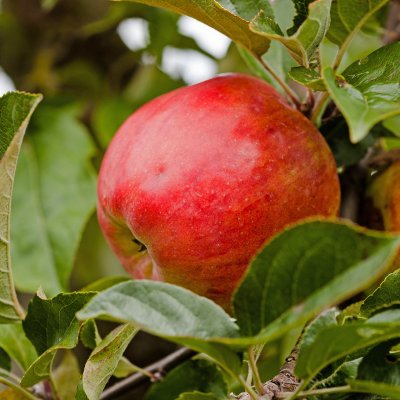 Vinteräpple, Gravensteiner, stam A2 C10