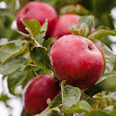 Höstäpple, Röd Gravensteiner (Gråsten Lyngby), Äpple, stam MM111 C10