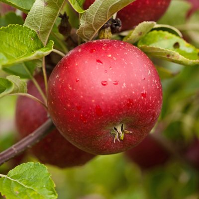 Vinteräpple, Karin Schneider, stam A2 C10