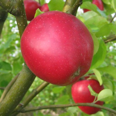 Höstäpple, P.J. Bergius (Röd Sävstaholm), Upplands Landskapsäpple, stam A2 C10
