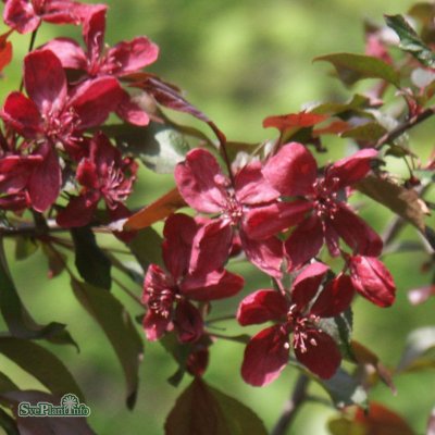Malus purpurea Royalty, Purpurapel, 120 stam C7,5