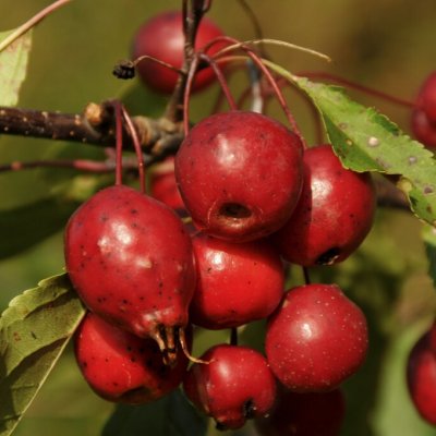 Malus x purpurea Red Obelisk