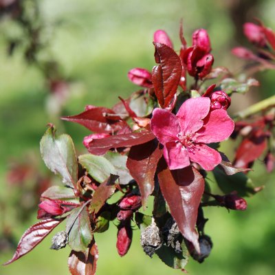 Malus purpurea Royalty, Purpurapel