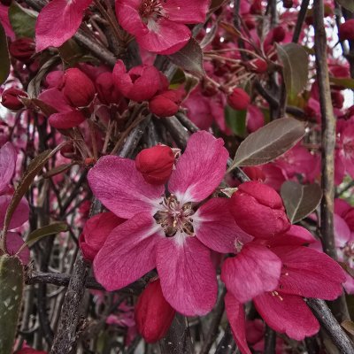 Malus Rudolph