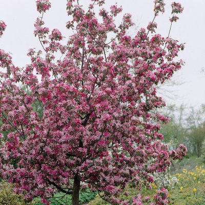 Malus Rudolph (Svarte Rudolf), Prydnadsapel, 90-110 stam co