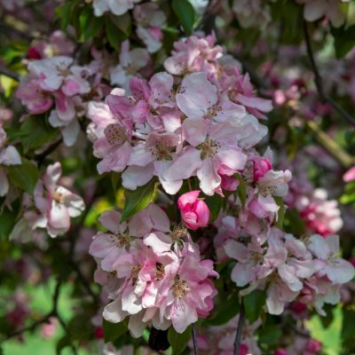 Malus Rudolph, Prydnadsapel, 120 stam C7,5