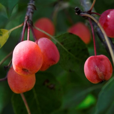Malus Rudolph (Svarte Rudolf), Prydnadsapel