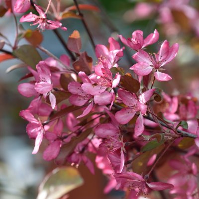 Malus toringo Freja ®, Prydnadsapel/Rönnbärsapel, C5