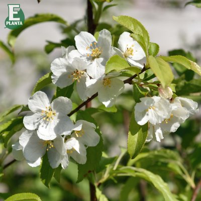 Malus toringo Maskerad ® E (Ep Malma), Rönnbärsapel, 90-110 stam co