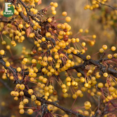 Malus toringo Maskerad ® E (Ep Malma), Rönnbärsapel, 90-110 stam co