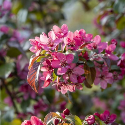 Malus toringo Scarlett
