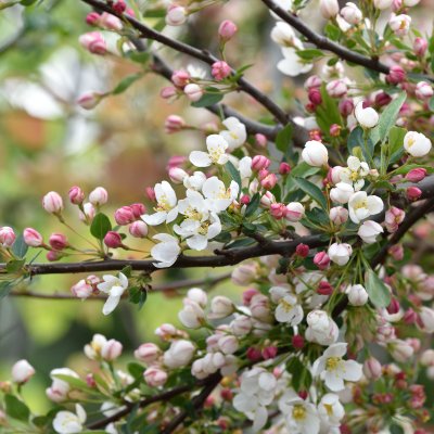 Malus toringo var. sargentii Tina, Bukettapel
