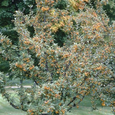 Malus x zumi Golden Hornet, Prydnadsapel