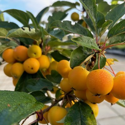 Malus x zumi Golden Hornet