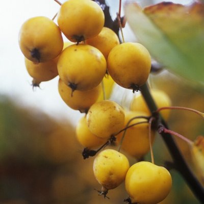 Malus x zumi Golden Hornet, Prydnadsapel