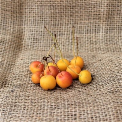 Malus x zumi Professor Sprenger, Paradisäpple/Korallapel, 90-110 stam co