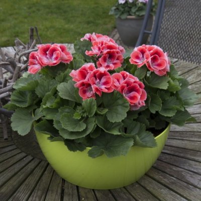 Pelargonium grandiflorum Mandarin ®