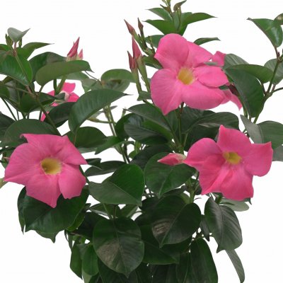 Mandevilla sanderi Divina ® Prime Rose