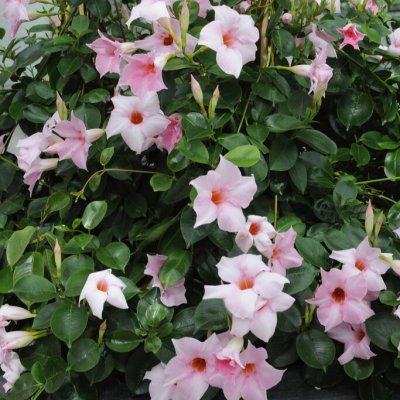 Mandevilla, Stickling 3-pack