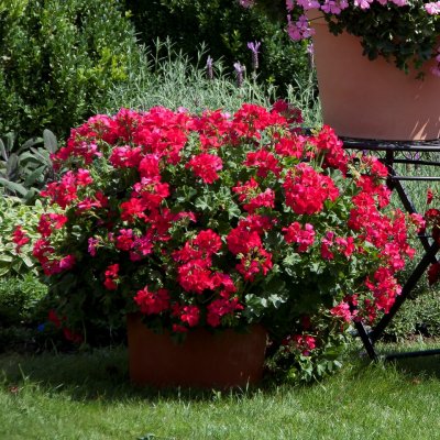Hängpelargon Marcada Magenta, stickling 3-pack