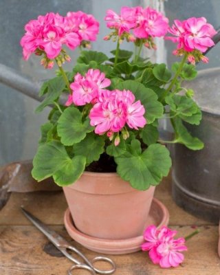 Pelargon, kruka, Maria Dangel