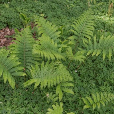 Matteuccia orientalis, Japansk Strutbräken, C11cm