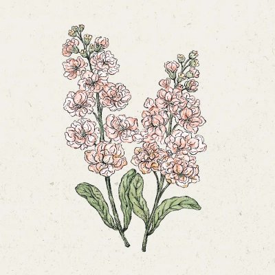 Lövkoja, Sommar-, Iron Apricot
