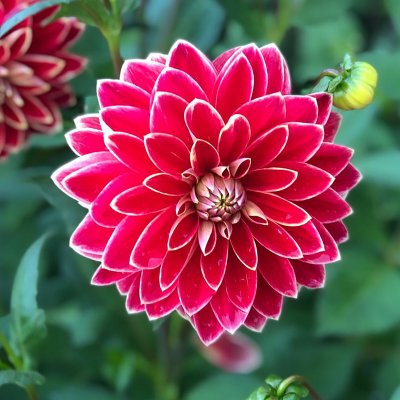 Dahlia Dekorativ Maxime 1st