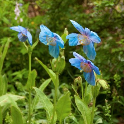 Meconopsis grandis, Stor Bergvallmo, SQ1