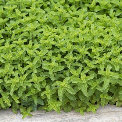 Mentha Berries and Cream ™, Mynta