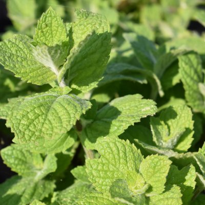 Mentha suaveolens Pineapple Mint, Rundmynta, Krukstorlek: 0,5-1L