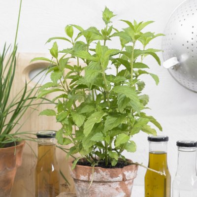 Mentha x piperita Swiss, Pepparmynta